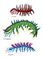怪誕蟲可能是有爪動物門下早期的種类，圖為 H. sparsa 、 H. hongmeia 與 H. fortis 復原圖