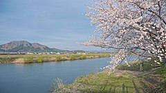 Row_of_cherry_blossom_trees_along_the_Babame_River_20210416c