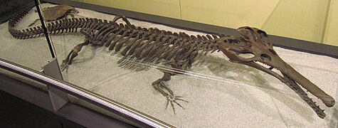 Champsosaurus natator (Choristodera) †