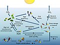Image 76 Bacterioplankton and the pelagic marine food web Solar radiation can have positive (+) or negative (−) effects resulting in increases or decreases in the heterotrophic activity of bacterioplankton. (from Marine prokaryotes)