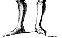 Sabatons with tapered points (poulaines, pikes, or beaks)