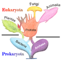 Image 1Phylogenetic and symbiogenetic tree of living organisms, showing a view of the origins of eukaryotes and prokaryotes (from Marine prokaryotes)