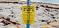 Image 96A protected sea turtle area that warns of fines and imprisonment on a beach in Miami, Florida. (from Marine conservation)