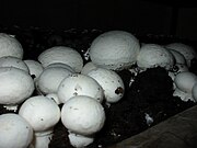 雙孢蘑菇的栽培