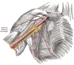 腋動脈及其分支，右上臂及胸部正面觀。