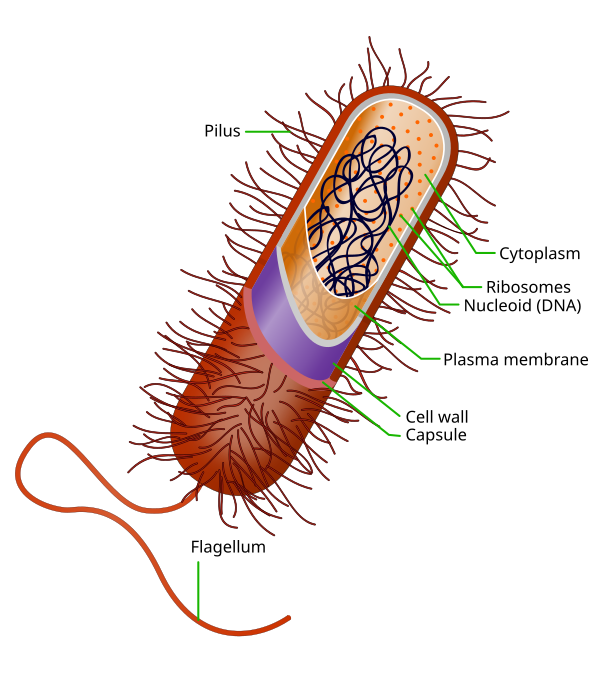 bacterial-capsule-wikipedia