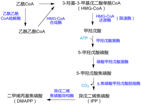 甲羟戊酸途径示意图