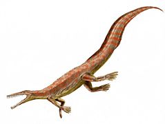 Mesosaurus sp. (Mesosauria) †