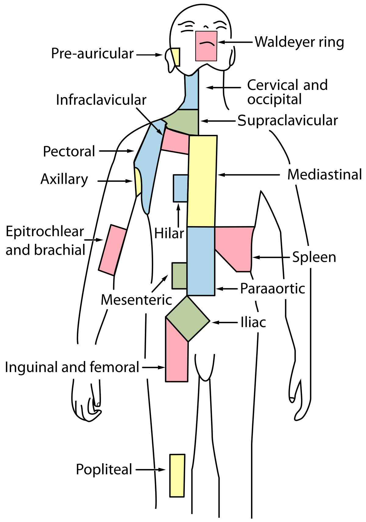 Cervical lymph nodes - Wikipedia