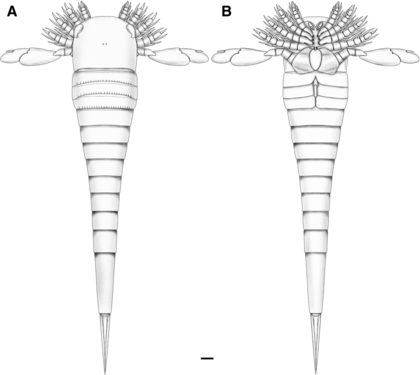 Reconstruction of Hoplitaspis hiawathai with ventral view (B) showing appendicular structures.