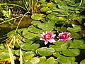 Nénuphars roses et vallisnerias s'épanouissent dans le bassin aquatique du jardin public de Marennes.