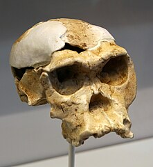 Homo habilis OH 24