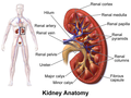 腎臟解剖學