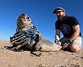 Image 87Ocean Conservation Namibia rescuing a seal that was entangled in discarded fishing nets. (from Marine conservation)