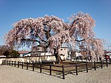 法亀寺しだれ桜（2014年5月）