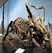 於省立恐龍公園發現的開角龍化石