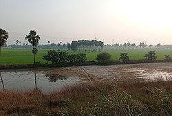 Agricultural field in Saran district