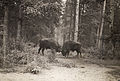歐洲野牛, 1955年