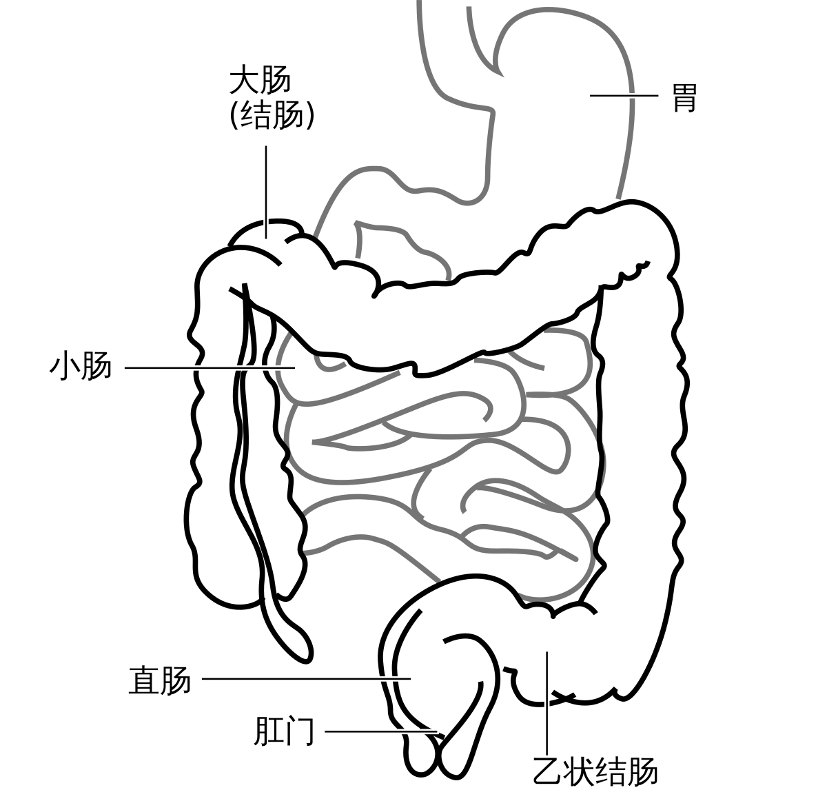 3d小肠和大肠结构模型,小肠和大肠结构3d模型下载_学哟网