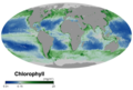 Image 35Ocean surface chlorophyll concentrations in October 2019. The concentration of chlorophyll can be used as a proxy to indicate how many phytoplankton are present. Thus on this global map green indicates where a lot of phytoplankton are present, while blue indicates where few phytoplankton are present. – NASA Earth Observatory 2019. (from Marine food web)