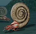 Image 23Reconstruction of an ammonite, a highly successful early cephalopod that first appeared in the Devonian (about 400 mya). They became extinct during the same extinction event that killed the land dinosaurs (about 66 mya). (from Marine invertebrates)