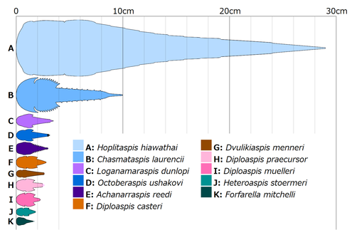 Size comparison of various chasmataspidids.