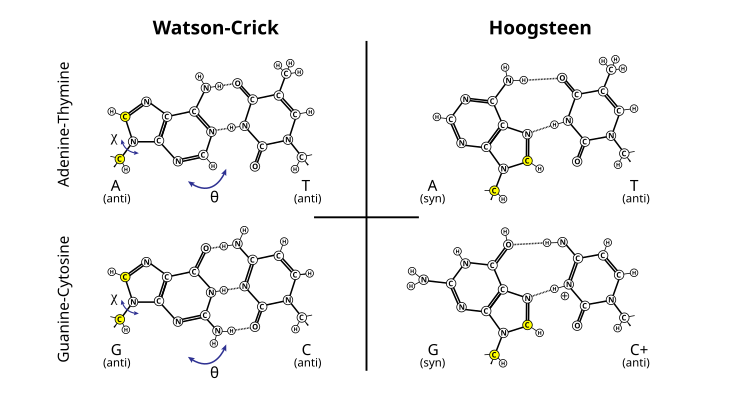 Appariements AT et GC : Watson-Crick (à gauche) et Hoogsteen (à droite).