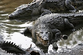 Crocodylus acutus (Crocodilia)