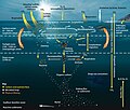 Image 20The pelagic food web, showing the central involvement of marine microorganisms in how the ocean imports nutrients from and then exports them back to the atmosphere and ocean floor (from Marine food web)
