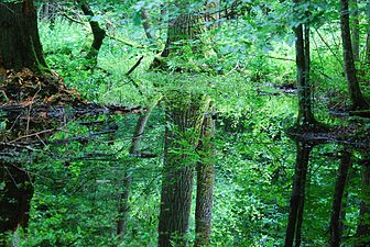 Swamped forest in Białowieża park