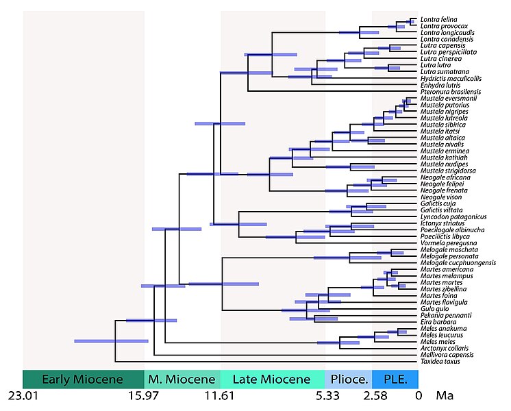 Arbre calibré dans le temps des Mustelidae montrant les temps de divergence entre les lignées. Les temps partagés incluent : 28,8 millions d'années (Ma) pour les mustélidés par rapport aux procyonidés ; 17,8 Ma pour les Taxidiinae ; 15,5 Ma pour les Mellivorinae ; 14,8 Ma pour Melinae ; 14,0 Ma pour Guloninae + Helictidinae ; 11,5 Ma pour Guloninae + Naquinae vs. Helictidinae ; 12,0 Ma pour les Ictonychines ; 11,6 Ma pour Lutrinae vs Mustelinae[12].