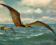Pteranodon sp. (Pterosauria) †