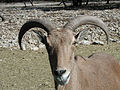 髯羊在圣安东尼奥野生动物农场。
