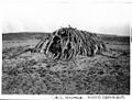 Framework of a humpy in far western Queensland, 1937
