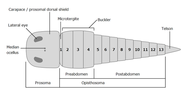 Dorsal morphology of a generalized chasmataspidid.