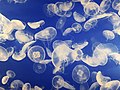 Image 54Jellyfish are easy to capture and digest and may be more important as food sources than was previously thought. (from Marine food web)