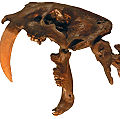 现存日本上野森博物馆的致命剑齿虎（Smilodon fatalis）头骨