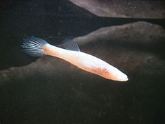 洞鱸 （北方洞穴魚）是洞穴魚的盲種。